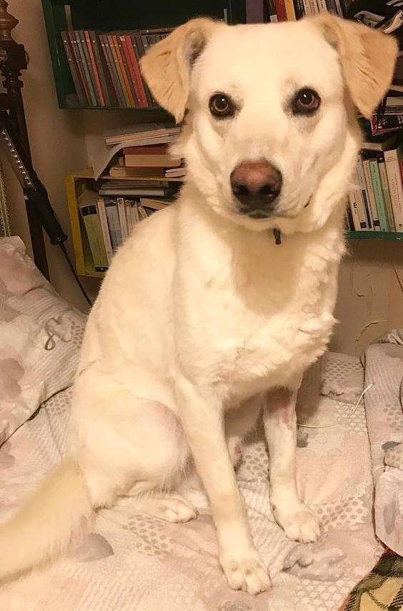 Orio nato a febbraio '22 - Adozione del Cuore Foto 4